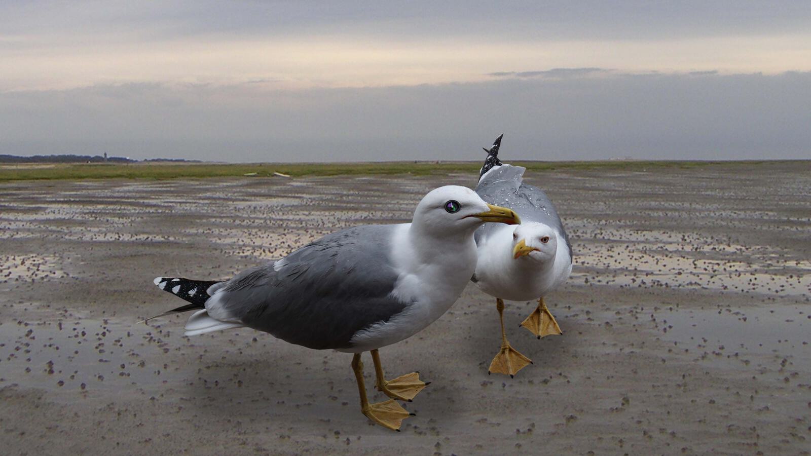 Animatronics Moewe 4000