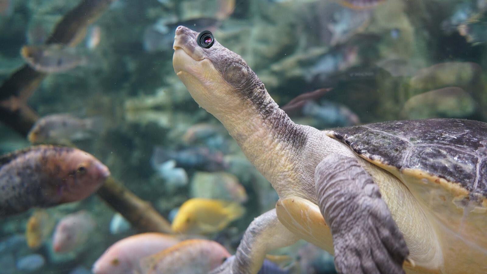 Animatronics Schildkroete 4000