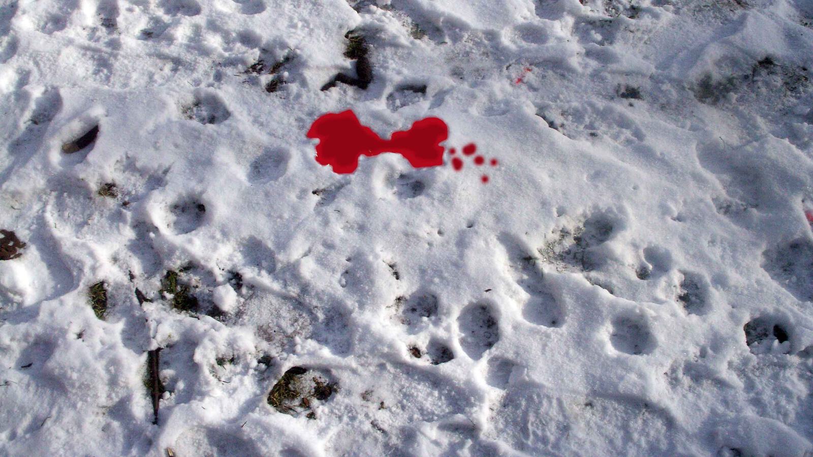 Blutspur im Schnee