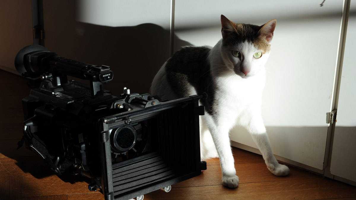Katze und Videokamera