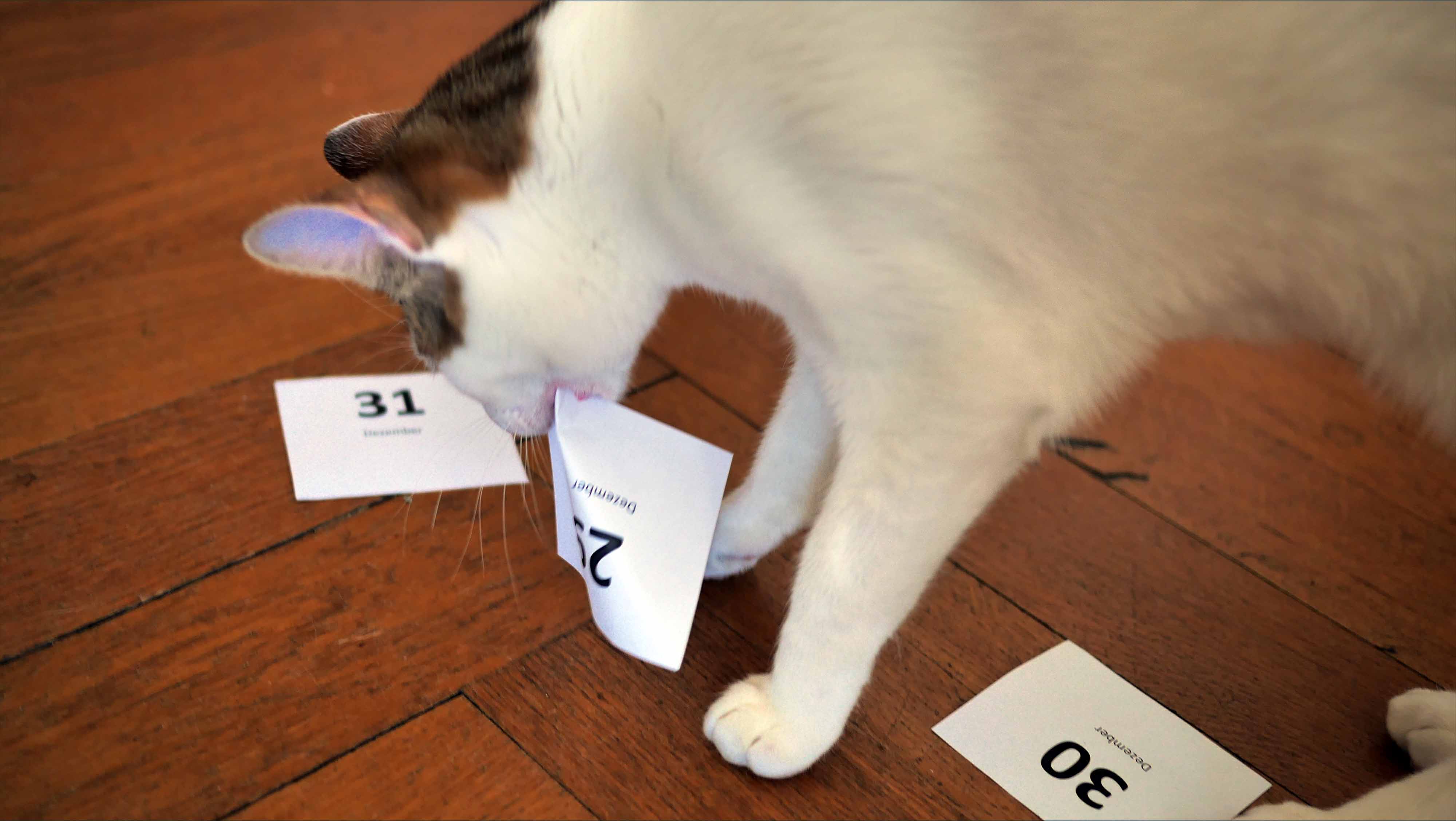 Katze mit Kalenderblättern