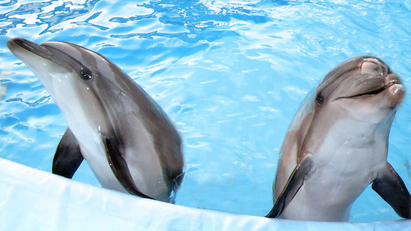 Strand Delphine 4000