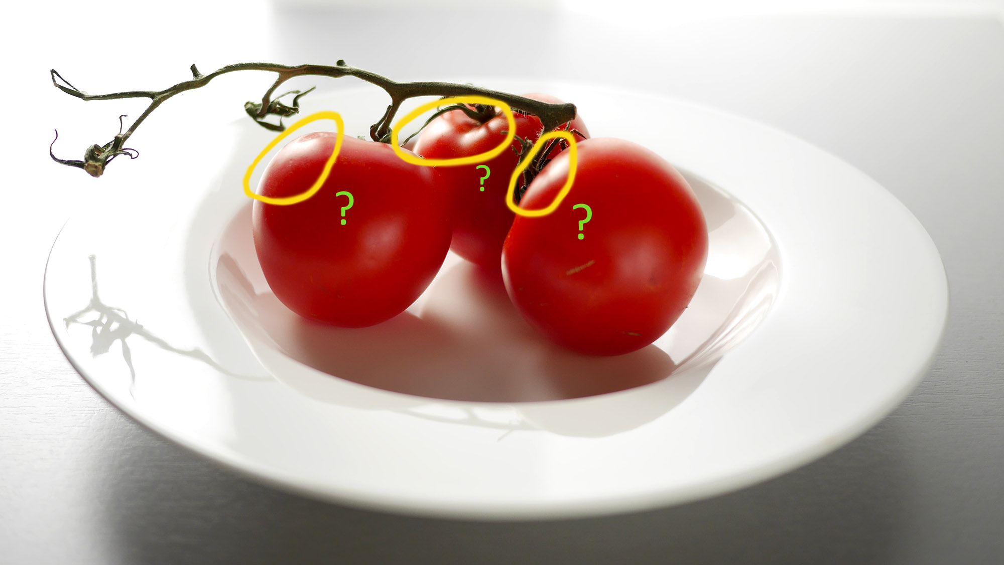 Tomaten im Gegenlicht