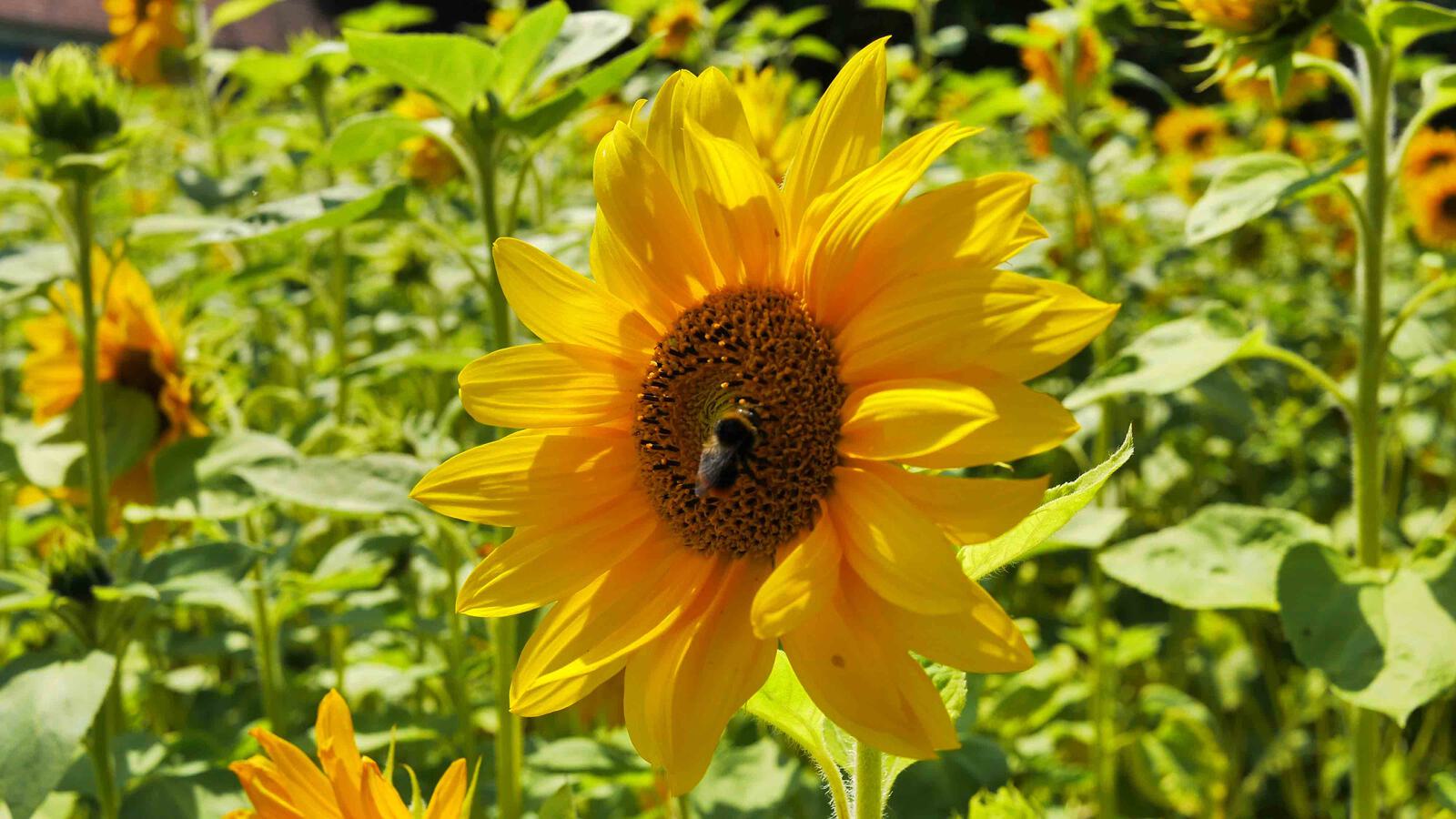 Fotografie Sonnen 1 4000