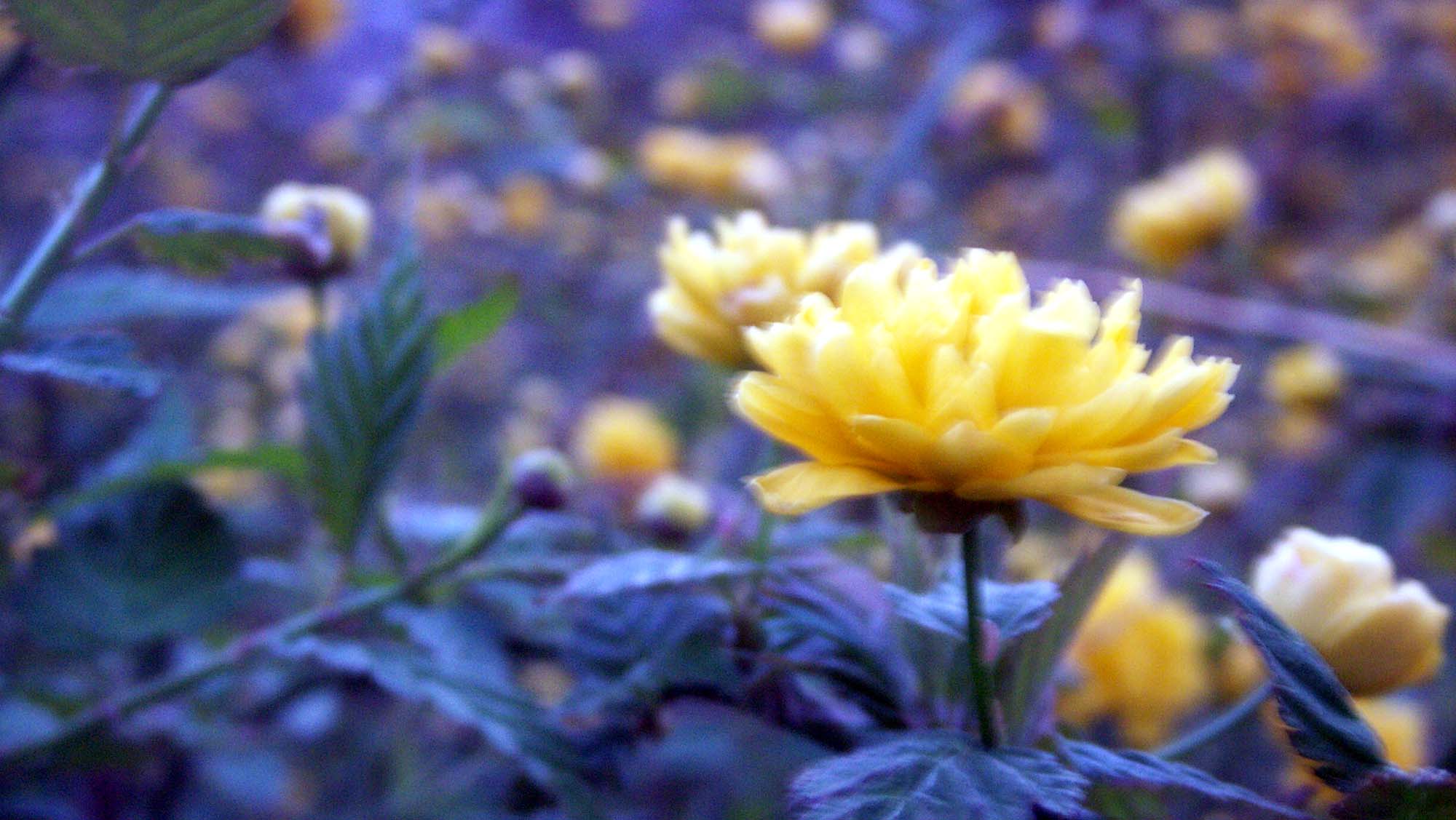 Gelbe Blume 2000