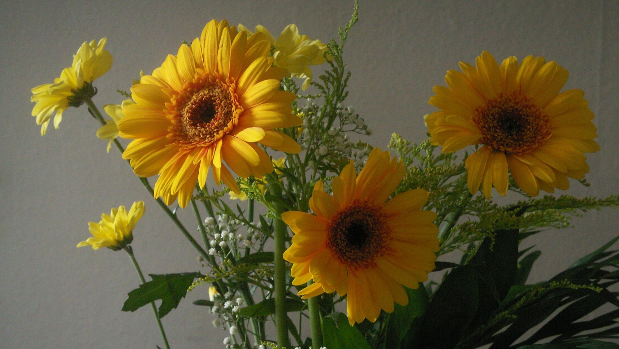 Sonnenblume Norm 2000