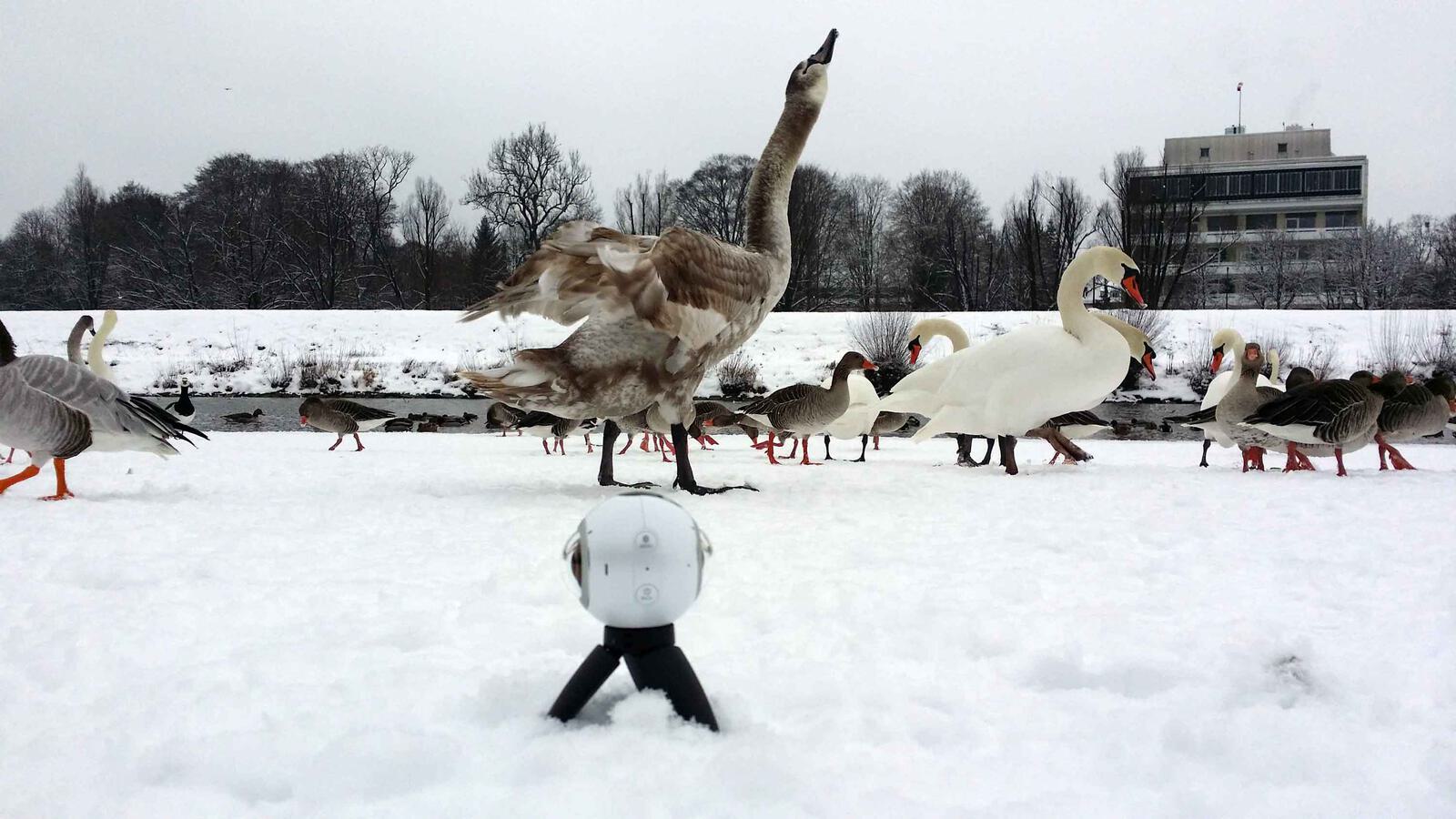 Wildgänse im Schnee mit VR Kamera