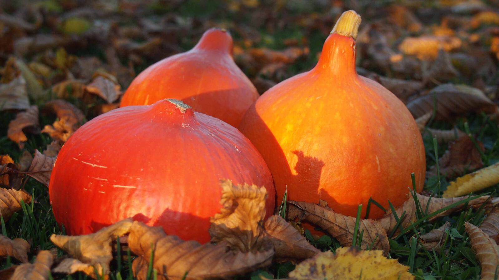 Kuerbis Hokkaido 4000