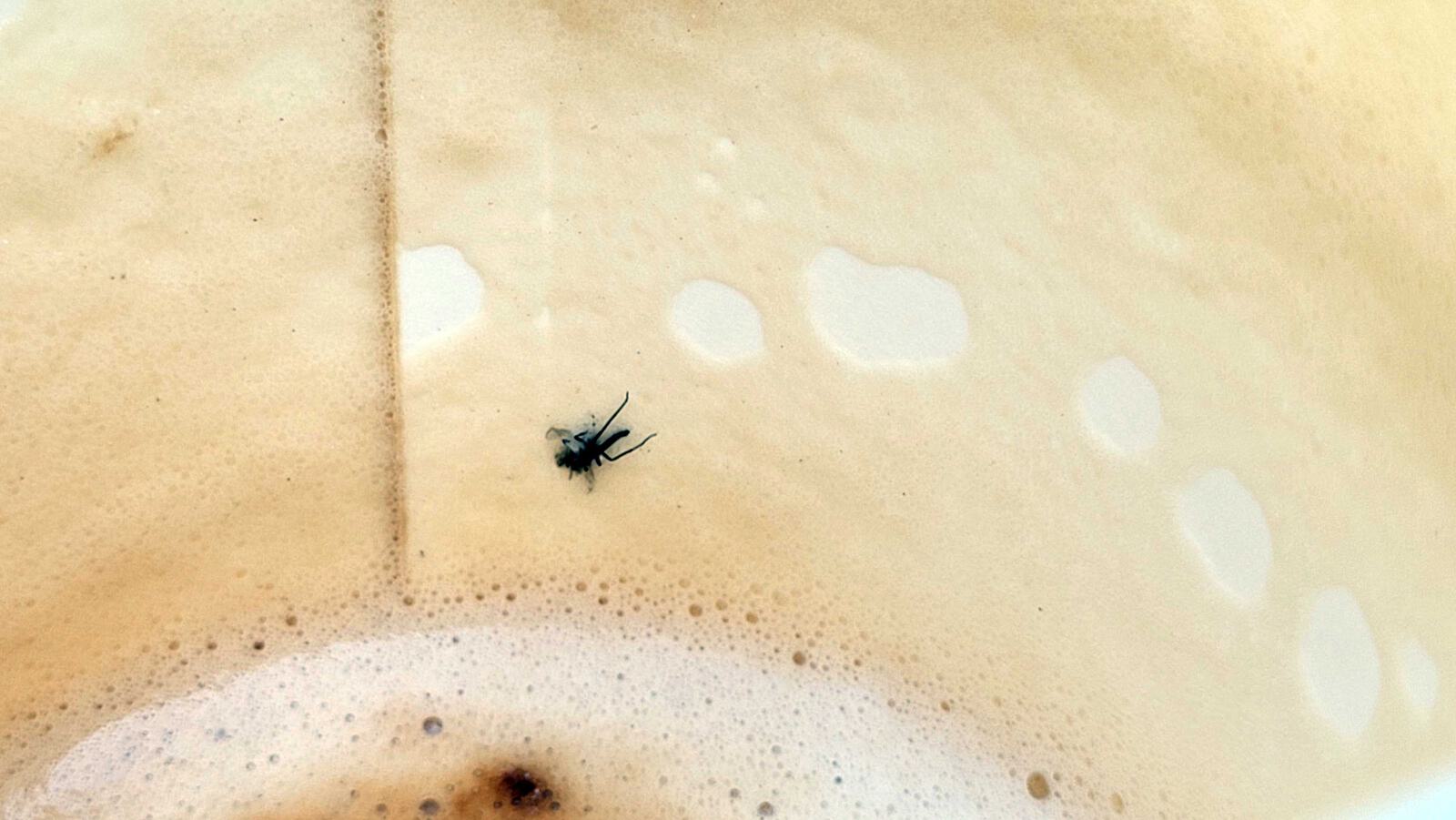 Zukunftsfestival Fliege 4000