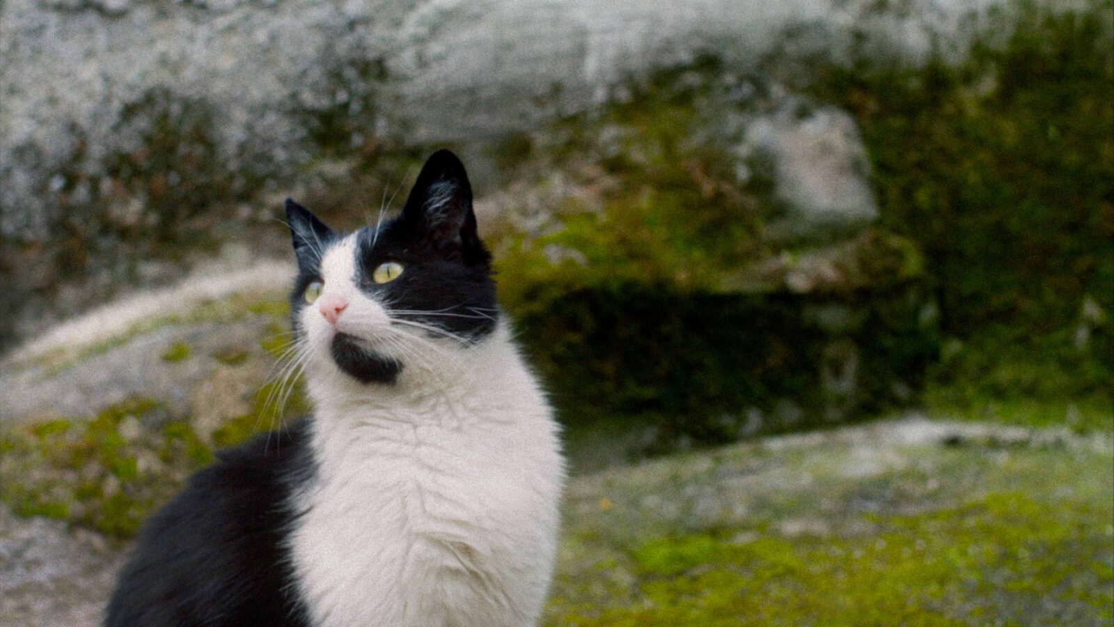 DOKfest SILENT OBSERVERS 01 4000