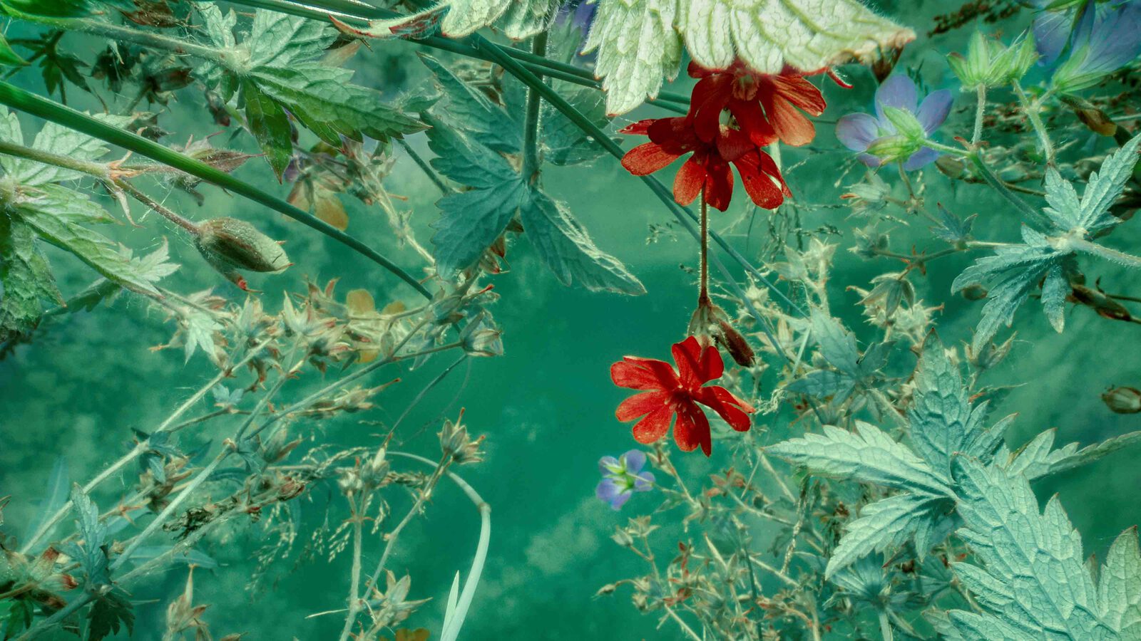 Baden CORRAL VEGA 01 4000