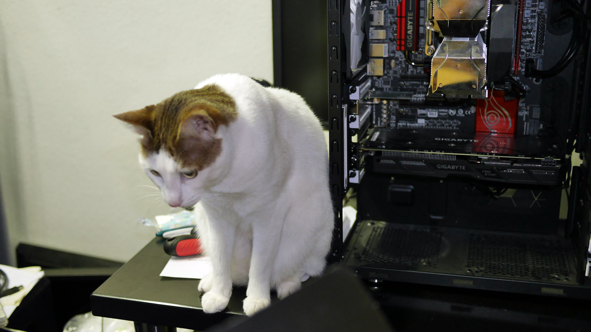 Computer Katze 2000
